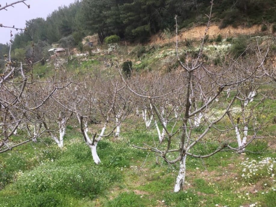 Çınar Gayrimenkul